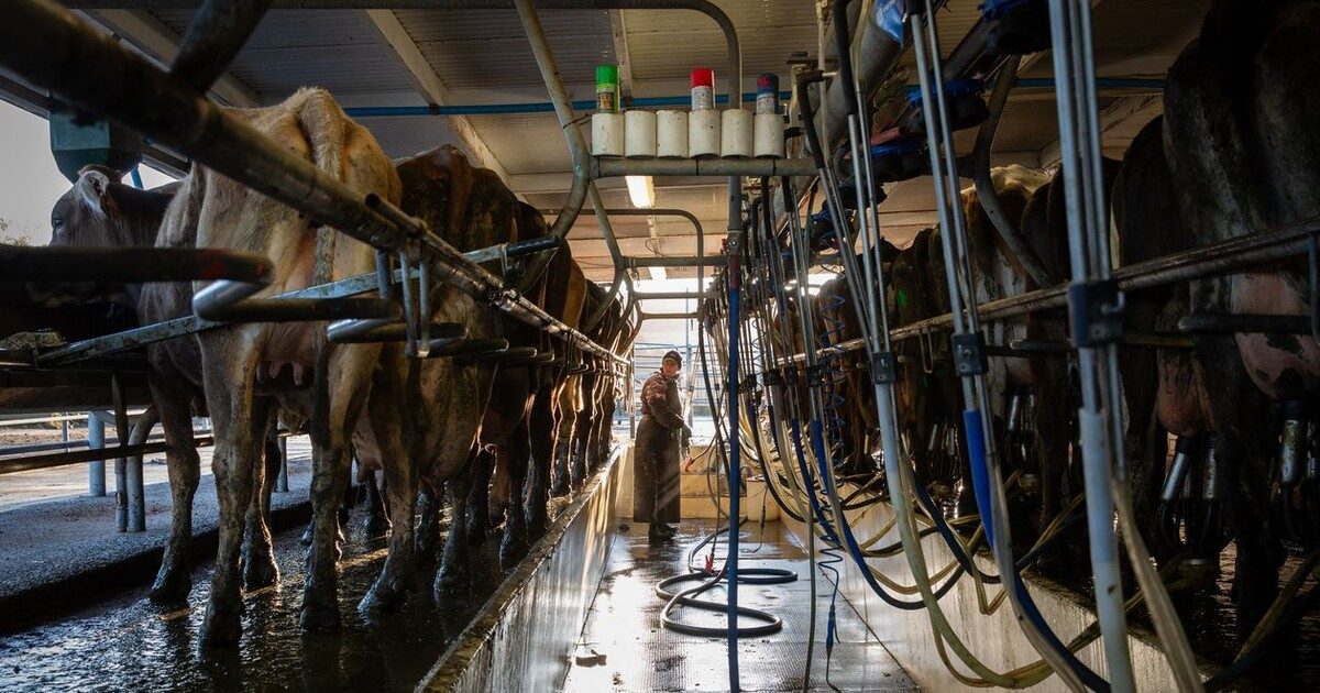 Kinh tế Trung Quốc suy thoái rõ nhất ở các trang trại bò sữa... New Zealand