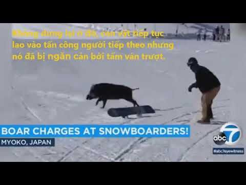 Hú hồn với cảnh lợn rừng tấn công người trượt tuyết