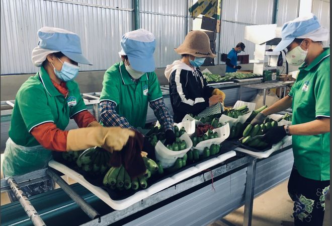 Bội thu nhờ chuối, Hoàng Anh Gia Lai báo lãi 206 tỷ đồng sau 2 tháng