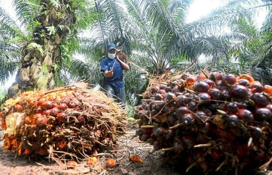Anh sẽ dỡ bỏ thuế nhập khẩu nhằm nhận được sự ủng hộ trong quá trình đàm phán gia nhập CPTPP