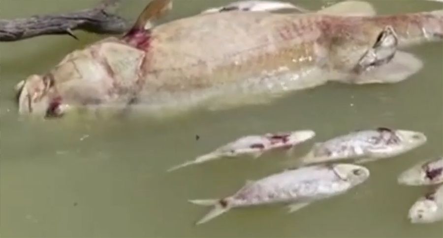 Hàng triệu con cá chết gây tắc nghẽn sông ở Australia