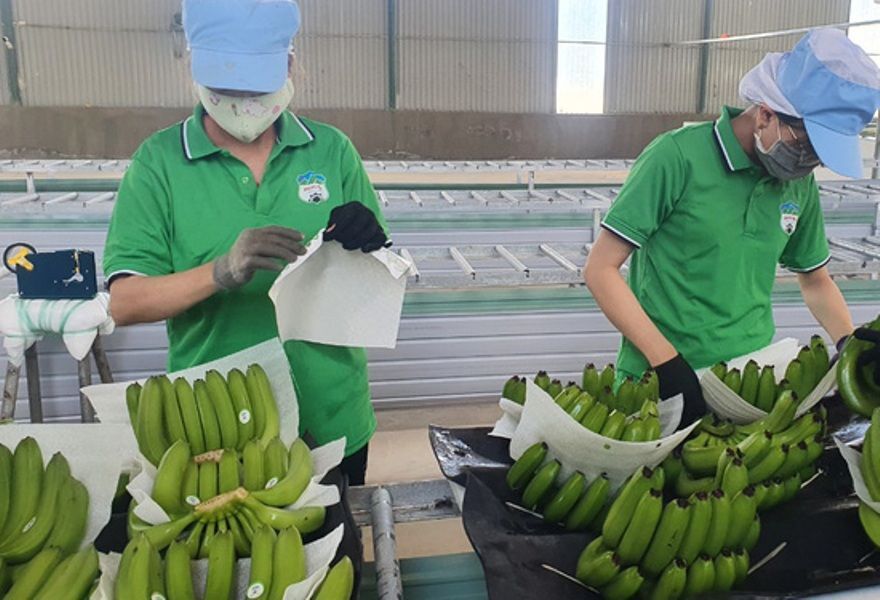 Để quả chuối chiếm thị phần lớn hơn tại Nhật Bản, nhà nước và doanh nghiệp cần hành động những gì?