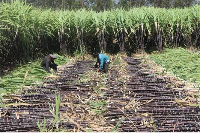 Cổ phiếu ngành đường mía tiếp tục hưởng "vị ngọt"