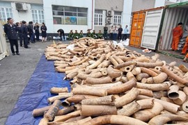 Hải quan Hải Phòng bắt giữ khoảng 7 tấn ngà voi nhập lậu, lớn nhất từ trước đến nay