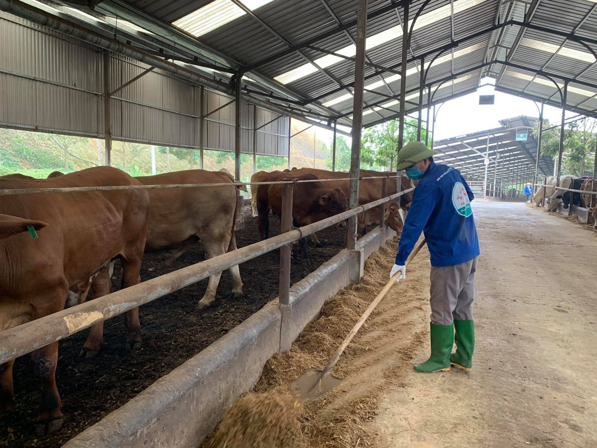 Chăn nuôi theo kinh tế tuần hoàn mới đang ở mức sơ khai