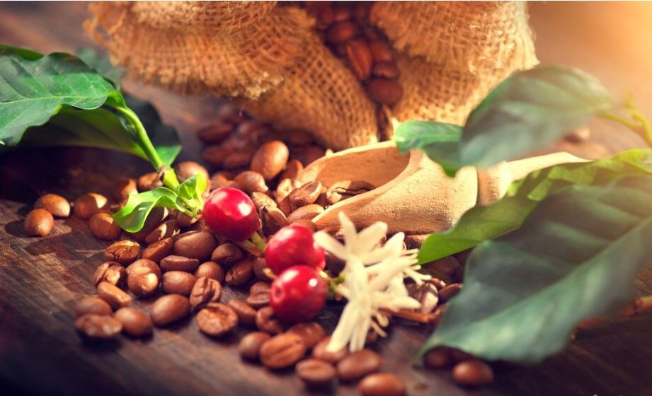 Xuất khẩu cà phê sang Hà Lan tăng mạnh cả lượng và trị giá