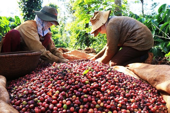 Gia ca phe van tang truoc lo ngai thieu hut nguon cung Người dân thu hoạch cà phê