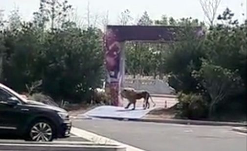 Sư tử xổng chuồng trong rạp xiếc, khán giả được phen hoảng loạn