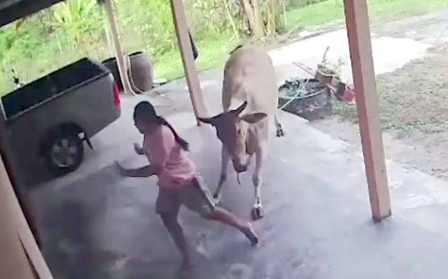 Mèo khôn cứu chủ bị bò húc