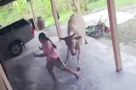 Mèo khôn cứu chủ bị bò húc