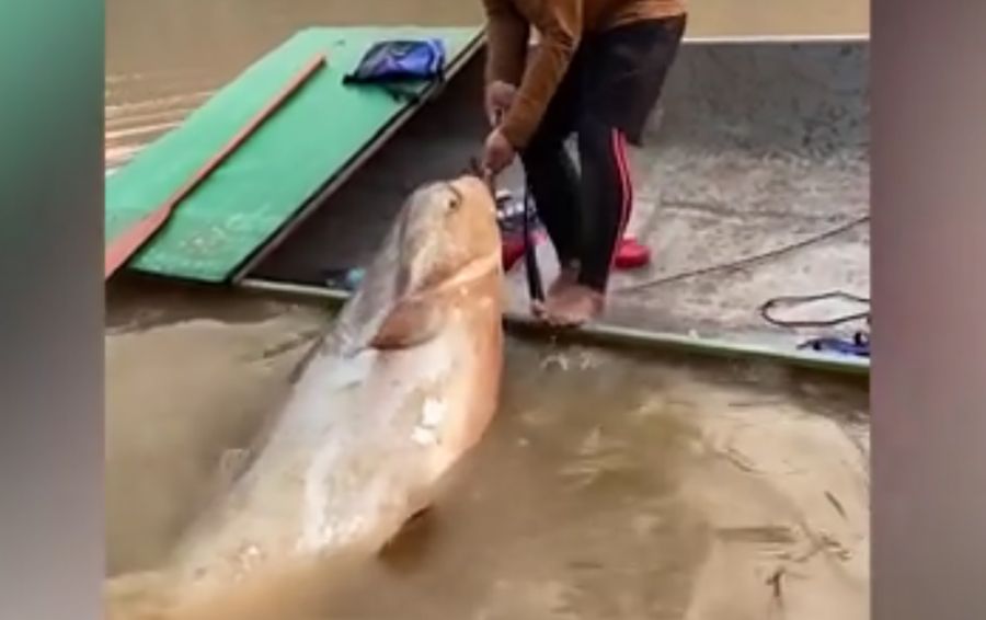 Chiêm ngưỡng ngư dân câu được cá "khủng"