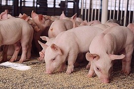 Giá heo tăng trên diện rộng, cổ phiếu ngành chăn nuôi BAF, DBC sáng giá