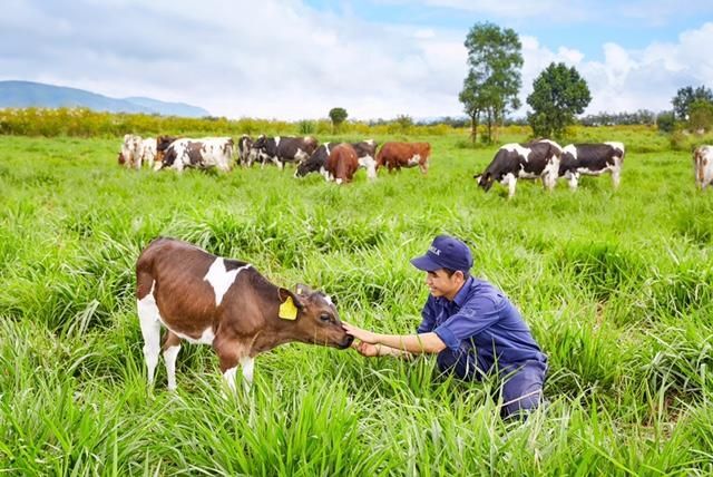 Vinamilk du kien tang gia sua khoang 5% theo lam phat, doanh thu uoc dat hon 63.000 ty trong nam 2023 công ty Vinamilk
