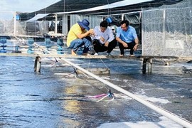 VASEP đề xuất giải pháp cho xuất khẩu thủy sản Đồng bằng sông Cửu Long cất cánh