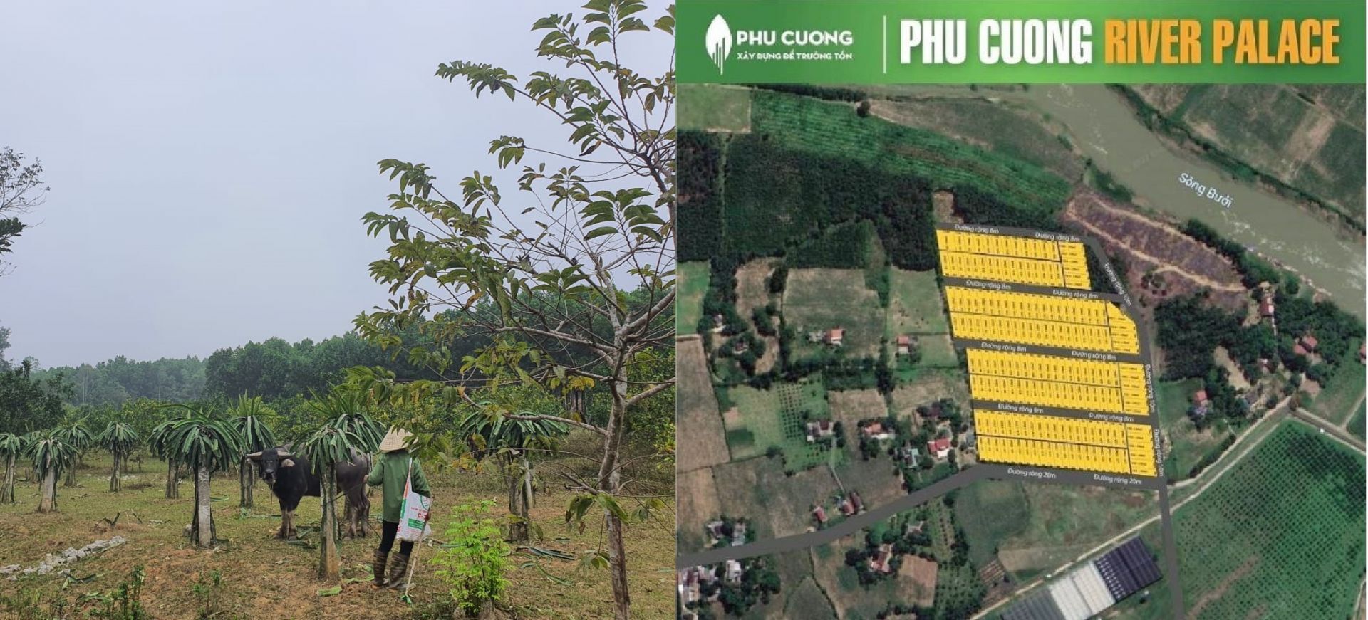 Phú Cường