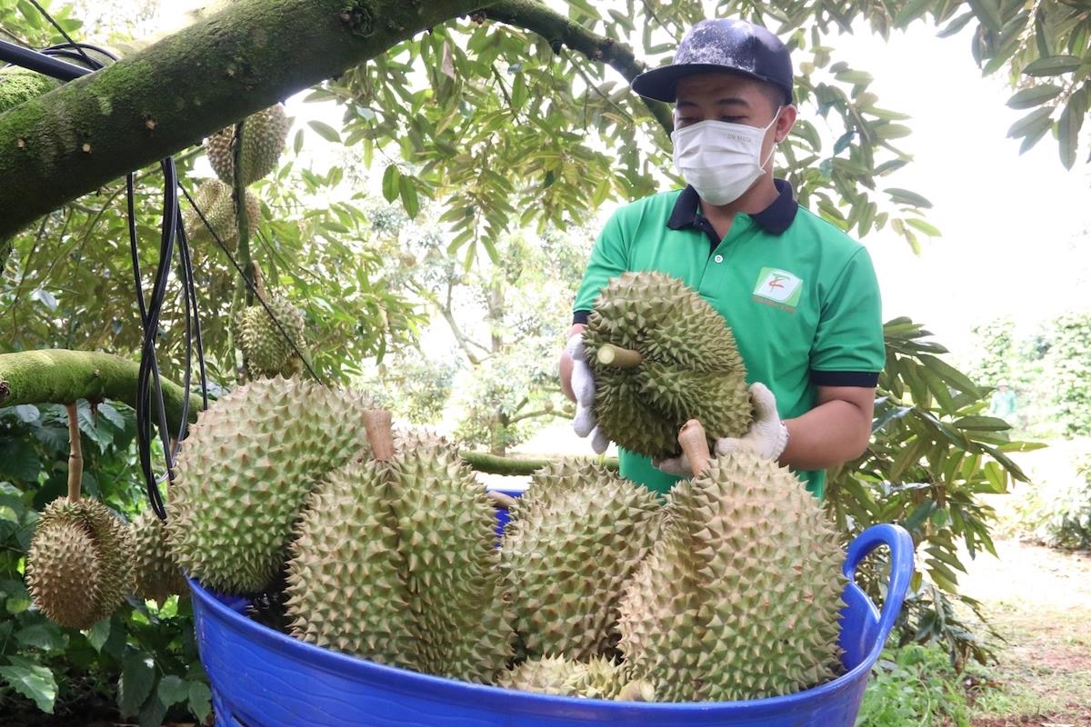xuất khẩu sầu riêng