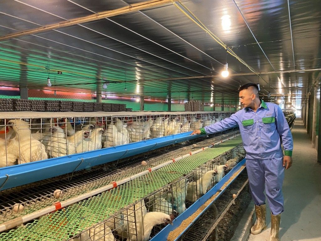 Bài toán nguồn nguyên liệu thức ăn chăn nuôi: Mục tiêu tự chủ 50% có khả thi ?