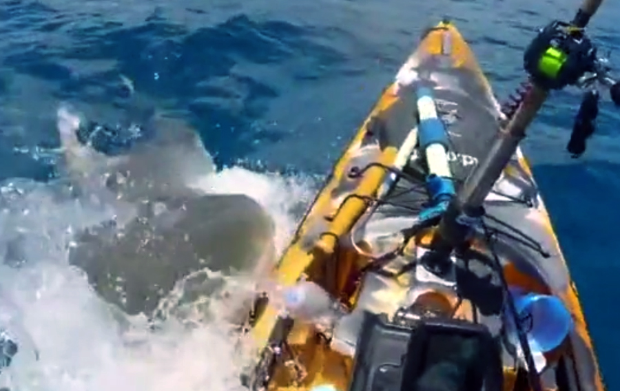 Thót tim cảnh cá mập tấn công thuyền kayak