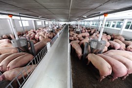 Giá lợn hơi ngày 23/5: Tăng đến 10%, cao nhất từ đầu năm 2023