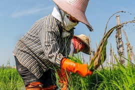 Lo ngại El Nino gây khô hạn nghiêm trọng, Thái Lan khuyến cáo nông dân chỉ canh tác một vụ lúa trong năm nay