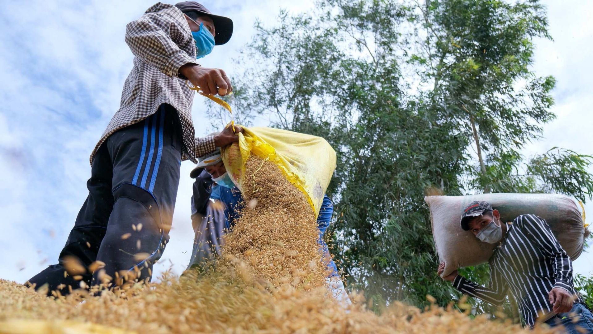 Nguồn cung giảm, giá gạo xuất khẩu tiếp tục neo cao vào cuối tháng 5