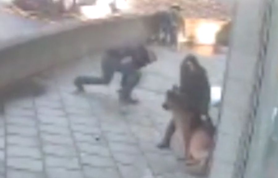 Chồng liều mạng giải cứu khi vợ bị chó becgie tấn công giữa phố