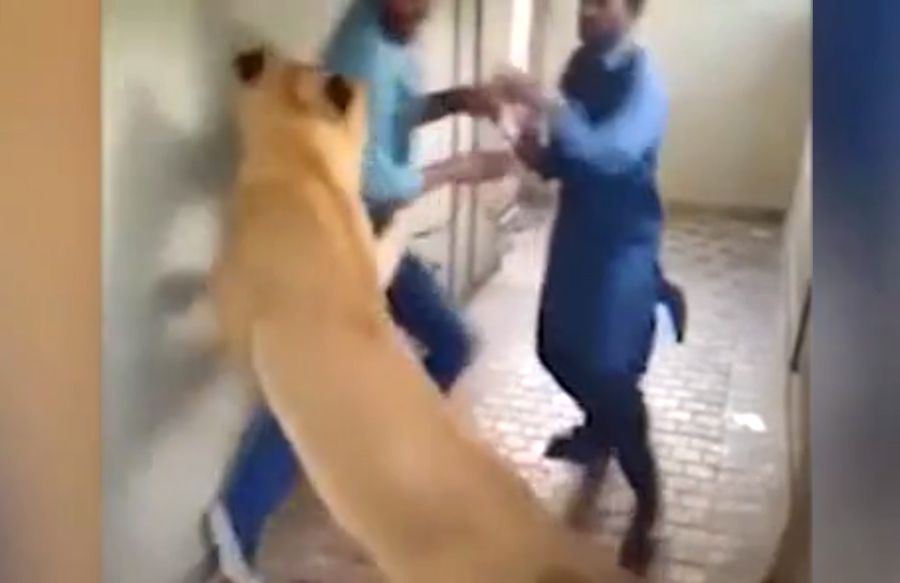 “Vuốt ve” sư tử cái, người đàn ông suýt phải trả giá đắt