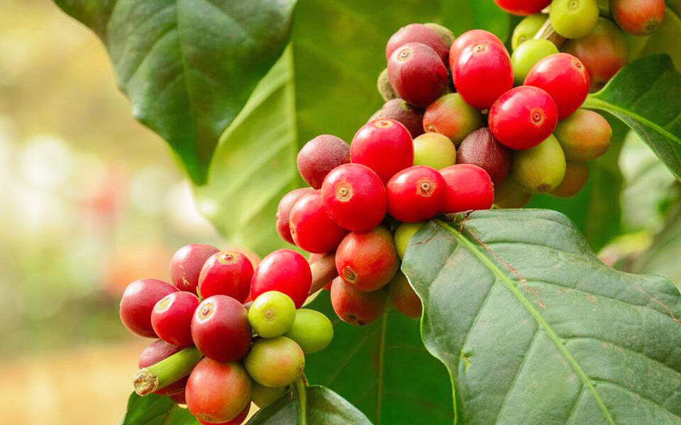 Xuất khẩu cà phê Việt Nam sang Hoa Kỳ tăng mạnh