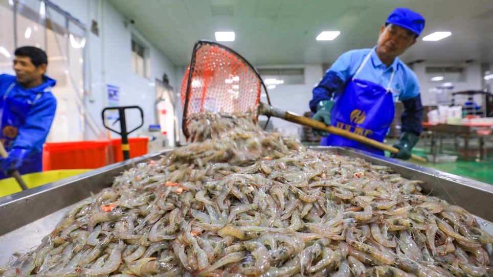 Camimex Group: Mở rộng vùng nuôi tôm sinh thái, đầu tư sang lĩnh vực chế biến cá