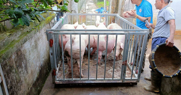 Giá lợn hơi tăng: Đã đến hồi thái lai?