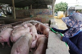 Giá lợn hơi ngày 12/6: Vẫn đứng giá