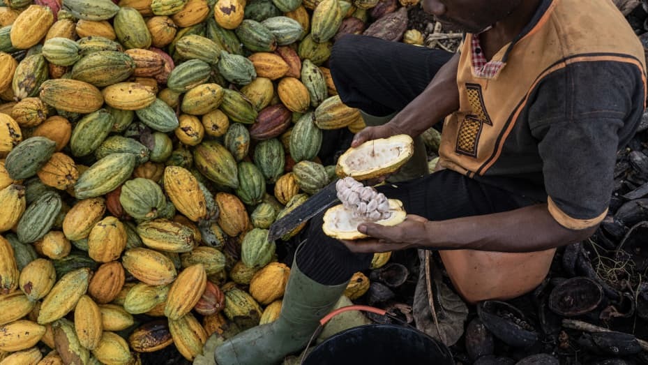 Giá cacao