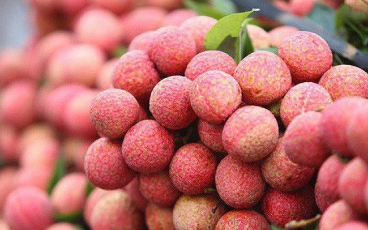 vận chuyển vải thiều