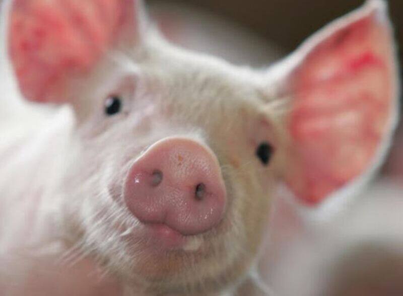 Giá lợn hơi ngày 16/6: Chạm mốc 63.000 đồng/kg