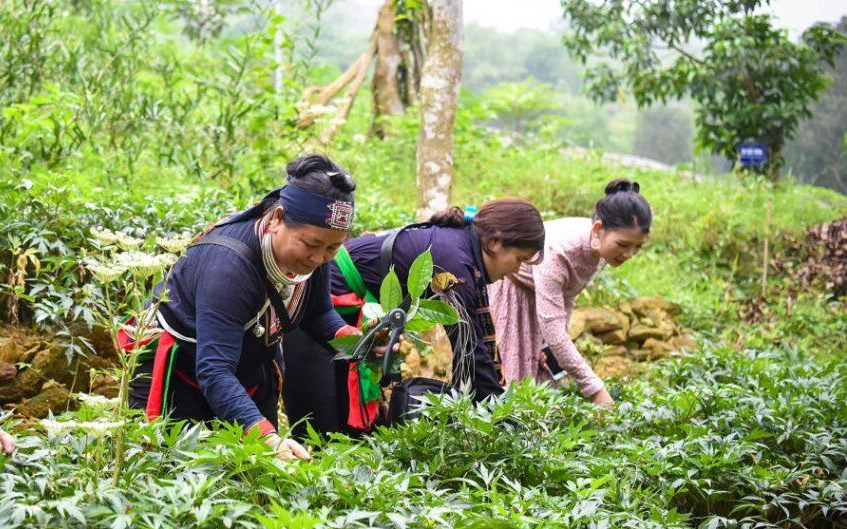 Công ty Y tế Đức Minh bị thu hồi dự án trồng cây dược liệu ở Quảng Ninh