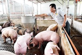Giá lợn hơi ngày 18/6: Duy trì ổn định cả 3 miền
