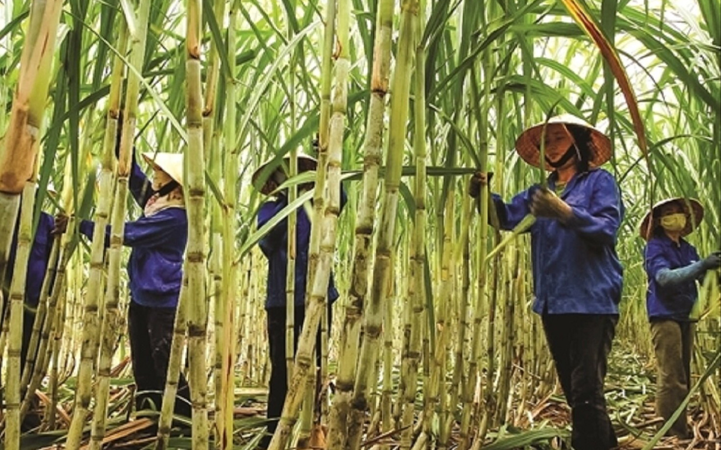 Vị ngọt của cổ phiếu đường trong năm 2023