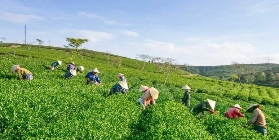 nhuộm chè