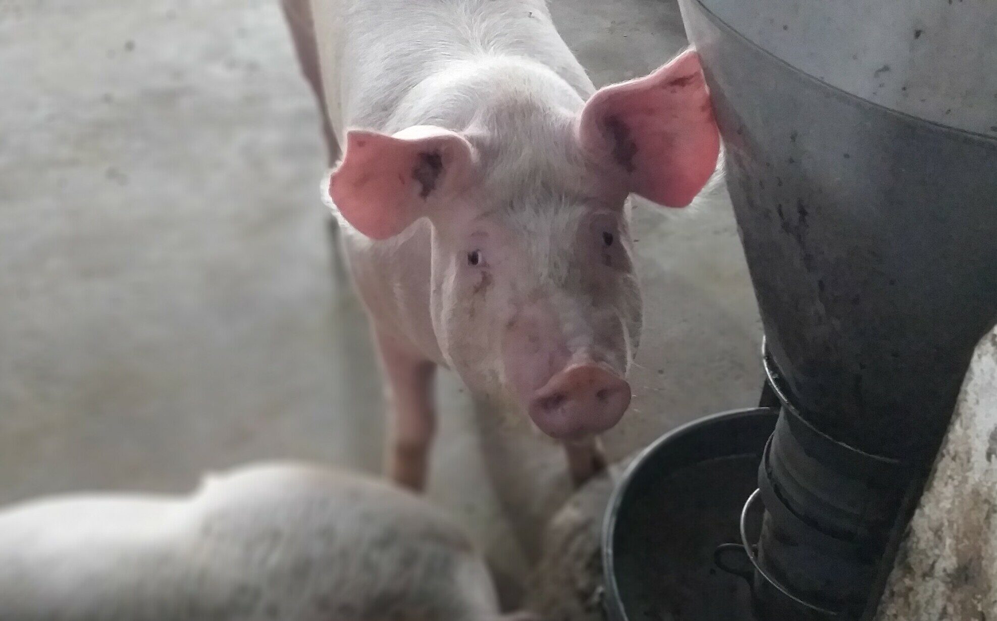 Giá thịt lợn vẫn tự điều tiết theo thị trường