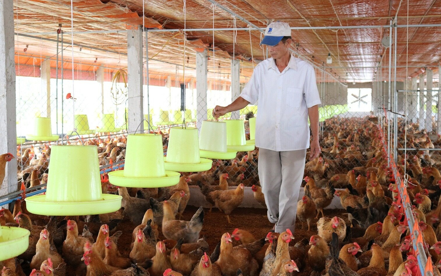 Đô thị hoá nhanh khiến quy hoạch chăn nuôi Hà Nội chưa đồng bộ