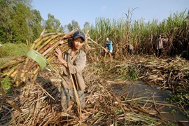 Ngành mía đường: Nguy cơ thiếu hụt trầm trọng từ thế giới đến Việt Nam