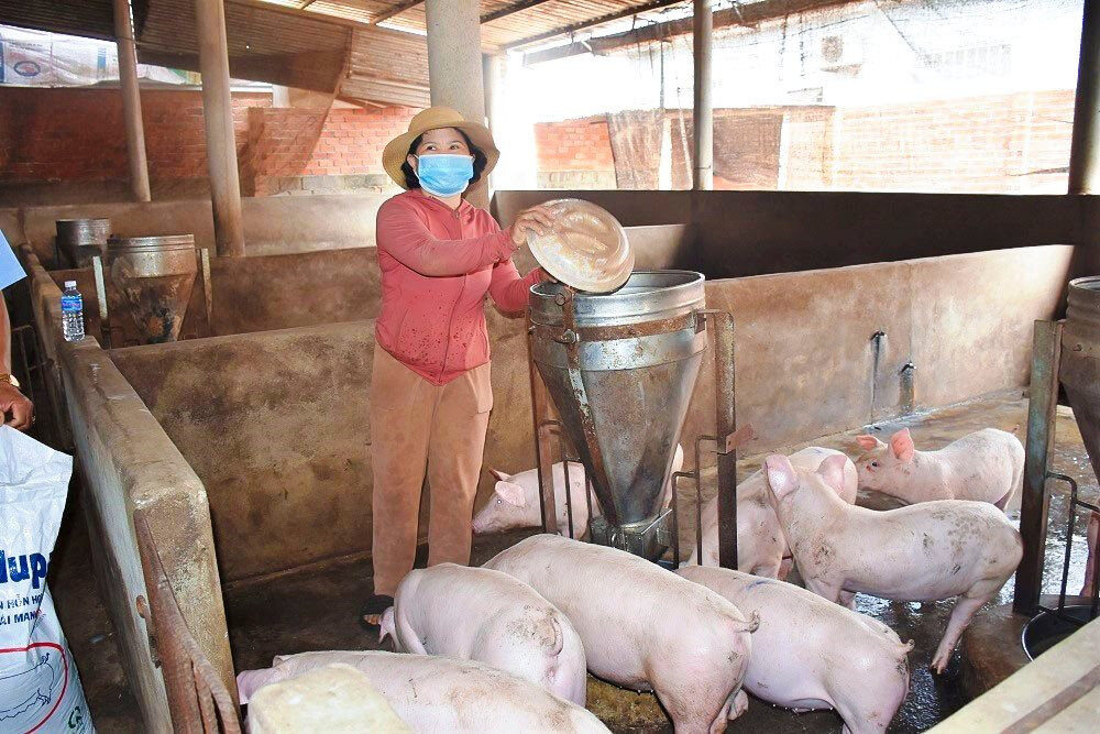 Giá lợn hơi ngày 28/6: Hà Tĩnh tăng 3.000 đồng mỗi kg