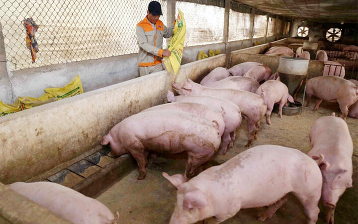 Giá lợn hơi ngày 29/6: Đồng loạt tăng trên cả nước, Cần Thơ tăng mạnh 3.000 đồng/kg