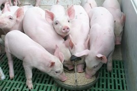 Giá lợn hơi ngày 3/6: Tiếp tục tăng nhẹ 1.000 đồng ở 3 miền