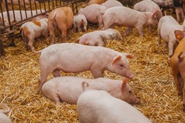 Giá lợn hơi ngày 30/6: Tăng vọt lên mức 64.000 đồng/kg ở Hưng Yên