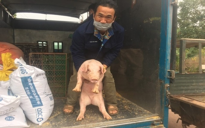 Giá lợn hơi ngày 4/6: Không có biến động mới