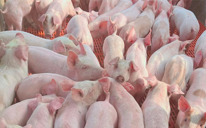 Giá lợn hơi ngày 5/6: Đi ngang trên diện rộng