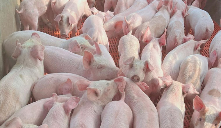 Giá lợn hơi ngày 8/6: Chạm mốc 60.000 đồng/kg ở Bạc Liêu và Long An