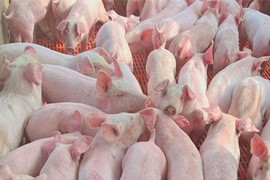 Giá lợn hơi ngày 8/6: Chạm mốc 60.000 đồng/kg ở Bạc Liêu và Long An