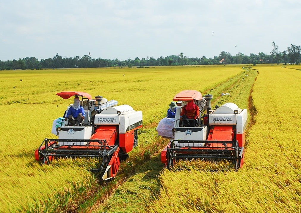 Ky vong co phieu nganh gao but pha nho tin vui tu gia xuat khau ngành gạo
